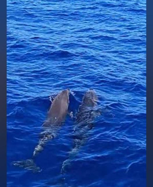 Tenerife: Sunset Catamaran Tour with Transfer, Buff & Drinks - The first hour: watching pilot whales and dolphins