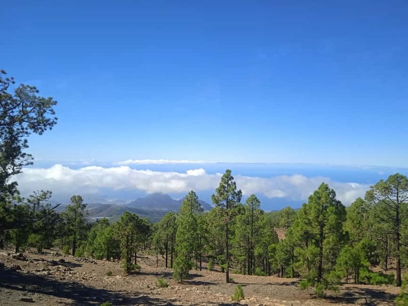 Tenerife: Teide, Icod de los Vinos & Garachico Full Day Tour - Who should book this tour?