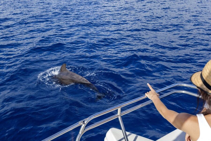 Tenerife: Whale and Dolphin Watching Tour by Sailboat - What you may see off Costa Adeje