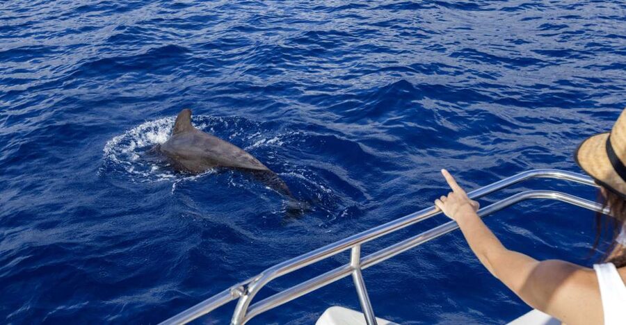 Tenerife: Whale and Dolphin Watching Tour by Sailboat - Swimming and snorkeling near a private beach