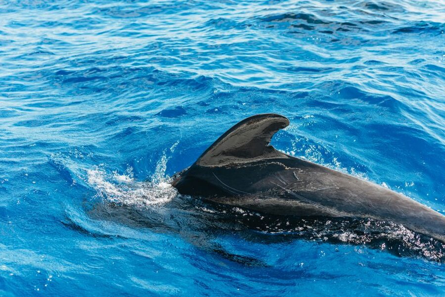Tenerife: Whale & Dolphin Watching with Drinks and Snacks - Three hours on the Atlantic near Tenerife
