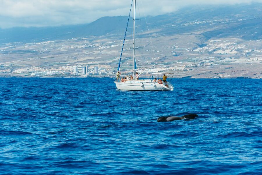 Tenerife: Whale & Dolphin Watching with Drinks and Snacks - Watching pilot whales and dolphins responsibly