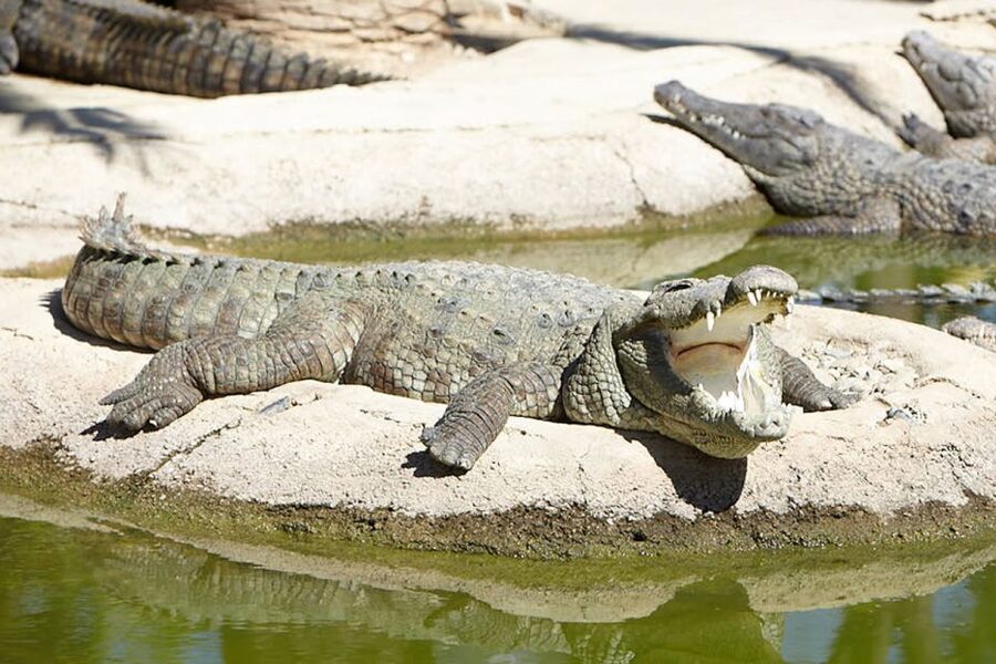 Torremolinos: Crocodile Park Entrance Ticket - What the guided visit adds