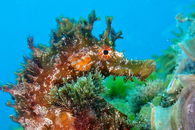 Try Scuba Diving with 2 Ocean Dives - How the instructors shape the experience