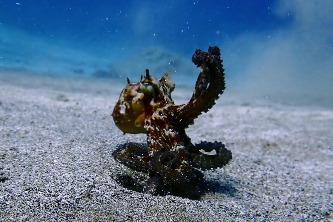 Try Scuba Diving with 2 Ocean Dives - What is included in the $169.38 price