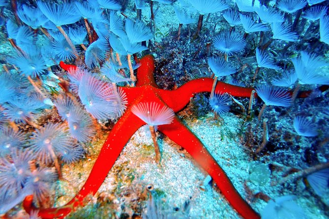 Try Scuba Diving with 2 Ocean Dives - Who will get the most from this experience