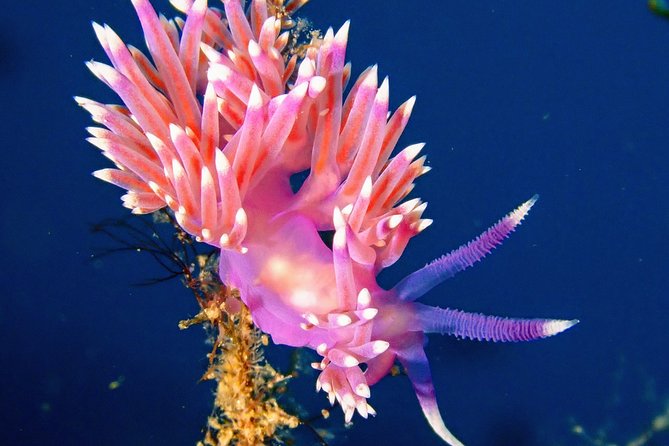 Try Scuba Diving with 2 Ocean Dives - How this compares with a simple beach activity