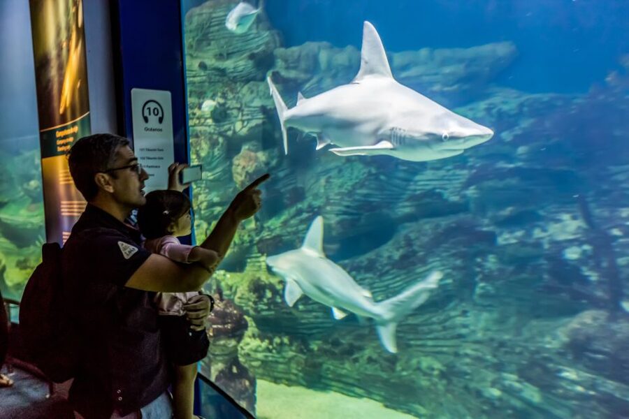 Valencia: Oceanogràfic Entry Ticket - A full day inside Valencia’s underwater world