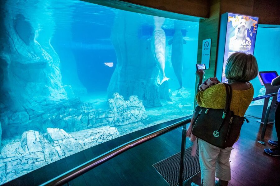 Valencia: Oceanogràfic Entry Ticket - Belugas, penguins, and the cold-water exhibits