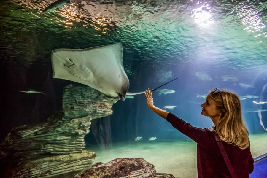 Valencia: Oceanogràfic Entry Ticket - Food, drinks, and staying comfortable