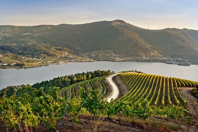 Visit Coastal Vineyard - A vineyard visit rooted in Ribeiro