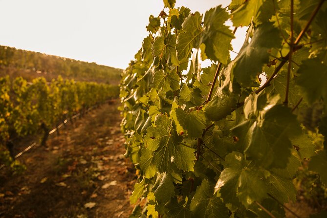 Visit Coastal Vineyard - Starting at Viña Costeira near Ribadavia