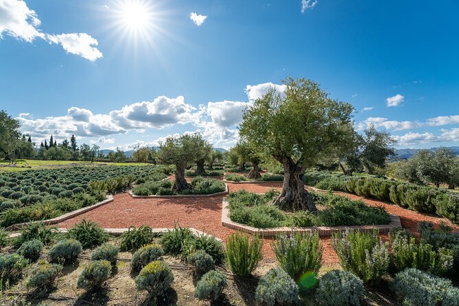 Visit Oil Mill Museum and Olive Oil Tasting in Ronda - The museum and building are stylish, but not perfectly practical