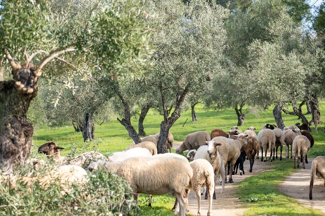 Visit Oil Mill Museum and Olive Oil Tasting in Ronda - Is the $30.23 price good value?