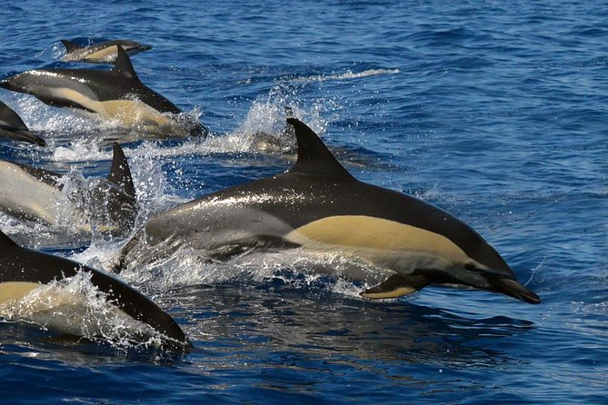 Whale Watching Eco-Adventure from Costa Adeje - Why the Teno-Rasca Marine Protected Area matters