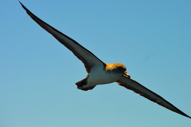 Whale Watching Eco-Adventure from Costa Adeje - Why the wildlife policy makes a real difference