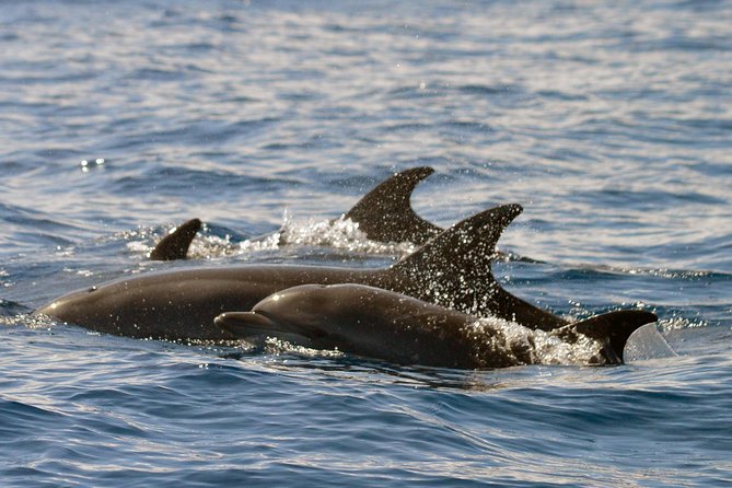 Whale Watching Eco-Adventure from Costa Adeje - The guides are a major part of the experience