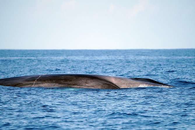 Whale Watching Eco-Adventure from Costa Adeje - Free photos mean you can watch instead of filming
