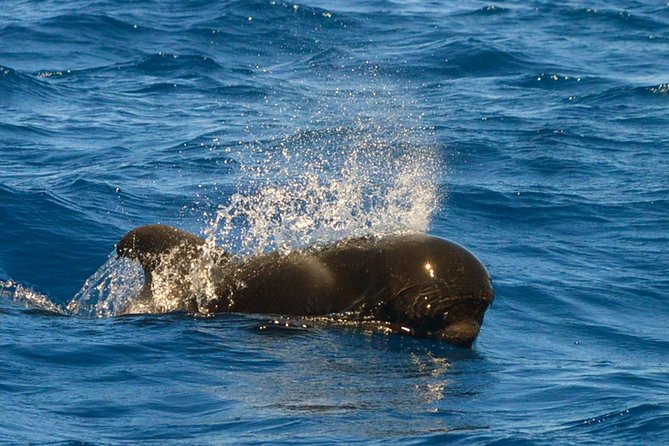 Whale Watching Eco-Adventure from Costa Adeje - Getting there and planning the day