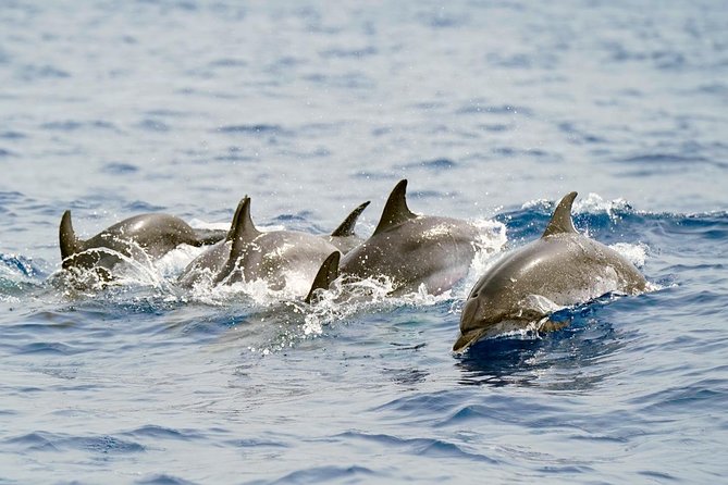 Whale Watching Eco-Adventure from Costa Adeje - What the two-hour outing is like
