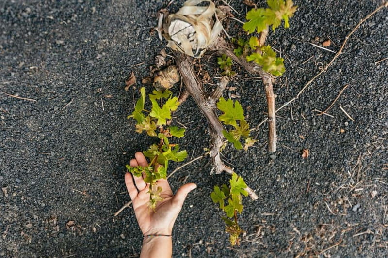 Wine Lovers: Wine Tasting Tour at El Grifo Bodega Lanzarote - How volcanic soil and trade winds shape the grapes